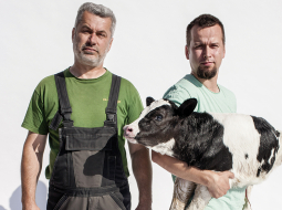 Z/s Ceriņi īpašnieks Aldis Kļaviņš un fermas vadītājs Austris Kļaviņš ar jaundzimušu teliņu.
Foto — Ieva Salmane