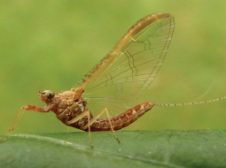 Šāgada Dabas koncertzāles varonis ir ūdens kukainis viendienīte