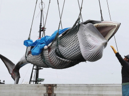 Japānas zvejnieku noķertais valis Hokaido salā. Foto: EPA/Scanpix