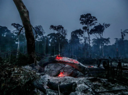 Gruzdošas ogles pēc mežu ugunsgrēka Amazones džungļos. Foto: Scanpix/LETA