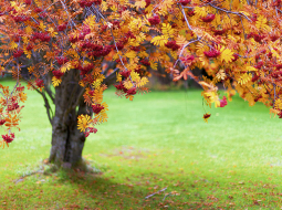 Foto — Shutterstock