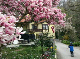 Latviešu kultūras centrs iemitinājies kalnā, kas augstāks par Gaiziņu. Magnolijas ziedi nākamajā dienā nosala.
Foto no privātā arhīva