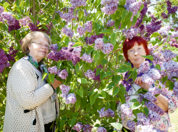 Kolēģes Inese Šinta un Sarmīte Strautiņa (no kreisās). Pētnieces mūža darbs gan ir ogulāji, ceriņu skaistumu viņa sauc par gaistošu.
Foto — Ieva Salmane