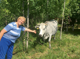 «Padomju laikos zilās govis saglabājās, pateicoties vietējiem, kuri tās turēja, paši iedami citos darbos. Pieticīgas. Ziemā iztiek tikai ar sienu, nav jādod skābsiens. Labas zīdītājas, savus bērnus sargā. Bet negantas, citām govīm šņākdamas metas virsū,» stāsta Aija Dejus.
Foto — Ieva Puķe