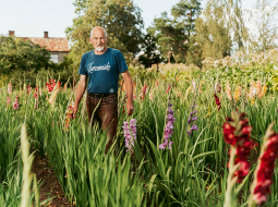 Laimoņa Zaķa dārzā pašlaik ir vairāk nekā 200 gladiolu šķirņu. «Es vairāk esmu uz kruzuļotajām.»
Foto — Lauris Aizupietis