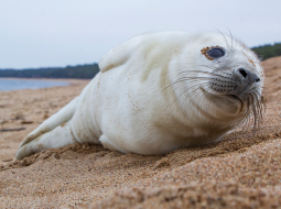 Ja, pastaigājoties pa jūrmalu, krastā redzat ronēnu, tā labā varat darīt tikai vienu — likt tam dzīvniekam mieru! Dabas aizsardzības pārvaldes vecākais eksperts Valdis Pilāts iesaka ronēnus netramdīt.
Foto — Andris Soms
