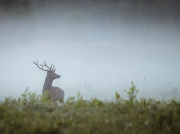 Briežu bauru laikā Siguldā.
Foto — Jānis Zilvers