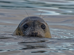 Pelēkais ronis.
Foto — Shutterstock