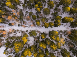 Mežs ziemā. Foto - Edijs Pālens, LETA