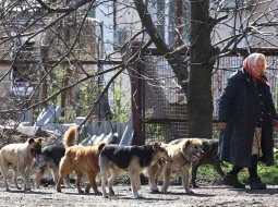 Kāda pensionāre ar aizbēgušo iedzīvotāju pamestajiem suņiem Časivjarā, kas atrodas netālu no austrumu frontes.
Foto — Scanpix
