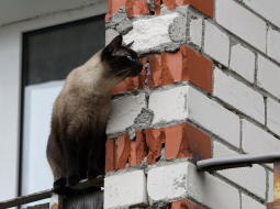 Kaķis uz daudzdzīvokļu ēkas balkona. Foto - Evija Trifanova, LETA
