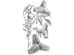 Ilustrācija — Rasa Pavilona