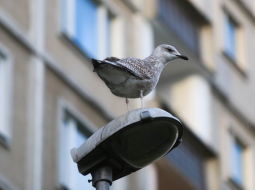Foto - Paula Čurkste, LETA