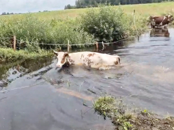 Lai no ganībām tiktu uz slaukšanu novietnē, Augšdaugavas novada Arāju govis brien pāri grāvim. Lietavās tas piepildījies ar ūdeni