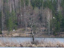 Mežs. Foto - Edijs Pālens, LETA