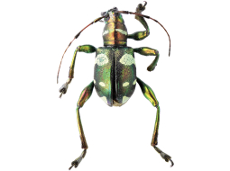 Jaunatklātā vabole Doliops kaupersi.
Foto no personīgā arhīva