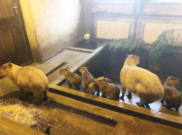 Pirmais pasaulē nākušais kapibarēns nosaukts par Maksimusu, jo izturēja dažādus izaicinājumus. Pārējiem vārdi vēl nav doti. Foto — Rīgas zoodārzs