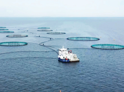 Uzņēmuma Musholm foreļu audzētava pie Dānijas krastiem. Līdzīgu sprostu principu vēlas realizēt arī Latvijā. Foto no uzņēmuma arhīva