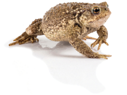 Parastais krupis Bufo bufo