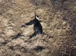 Ekrānuzņēmums no biedrības Zirga daba video Ķemeru Nacionālā parka pļavās