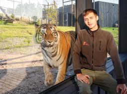 Siguldas Zoo līdzīpašnieks, dzīvnieku uzraugs Daniels Kalvišs kopā ar Amūras tīģeri Doniņu.