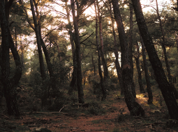 Foto – Pexels